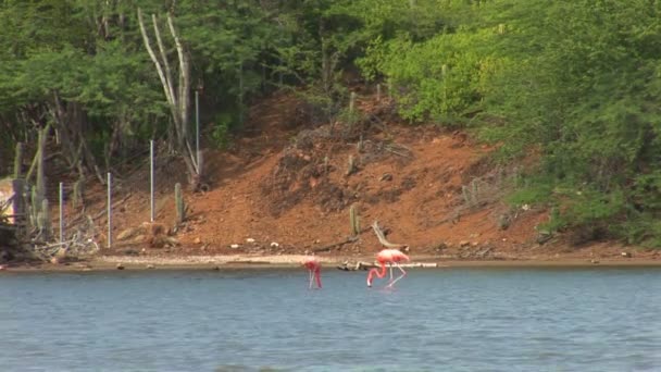 Flamingo's Bonaire, Hollanda Antilleri. — Stok video