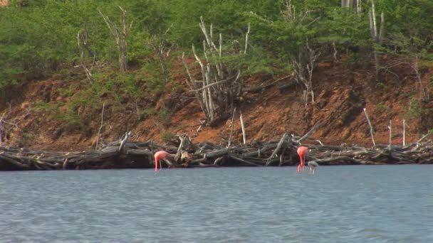 Flamingo's on Bonaire, Netherlands Antilles. — Stock Video