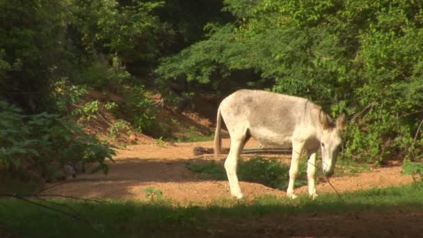 Donkey's on Bonaire, Netherlands Antilles — Stock Video