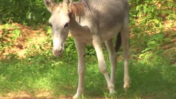 Ezel op bonaire, Nederlandse Antillen — Stockvideo