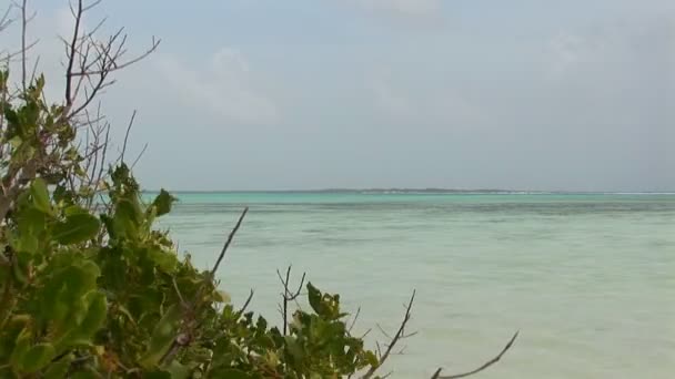 Arbusto de manglar y playa — Vídeo de stock