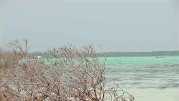 보네르 섬, 네덜란드령 안틸레스에 해변에 오래 된 유 목 나무 가지 — 비디오