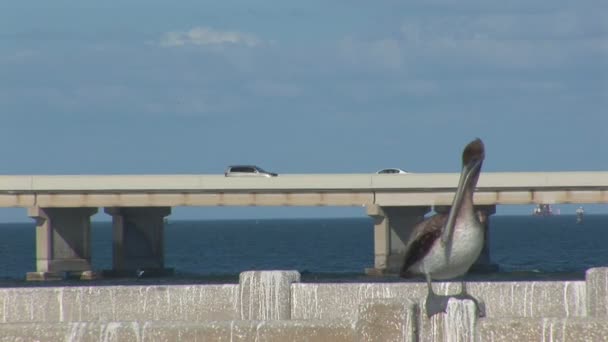 Pelikan auf einer Brücke — Stockvideo