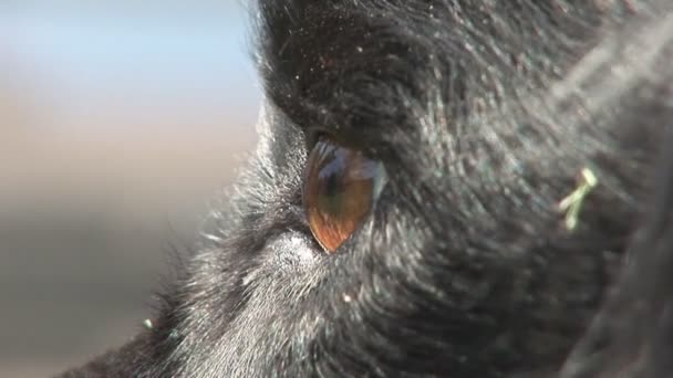 Close up of dog — Stock Video