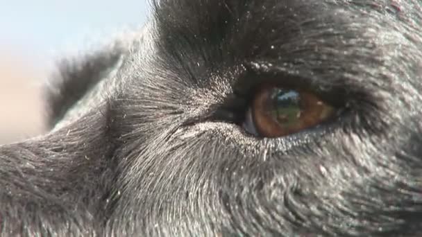 Fechar de cão — Vídeo de Stock