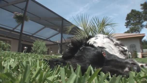 Hund i tropisk trädgård — Stockvideo