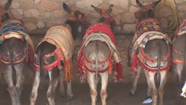 Donkey in Mijas — Stockvideo