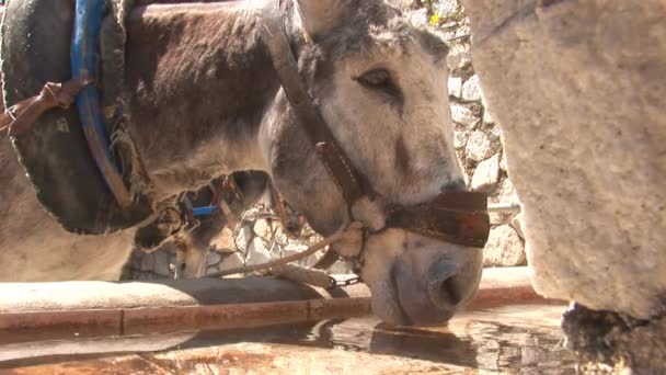 O burro está em Mijas — Vídeo de Stock