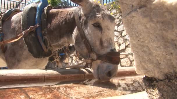 Donkey's in Mijas — Stock Video