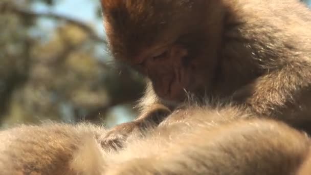 Macacos-bárbaros — Vídeo de Stock