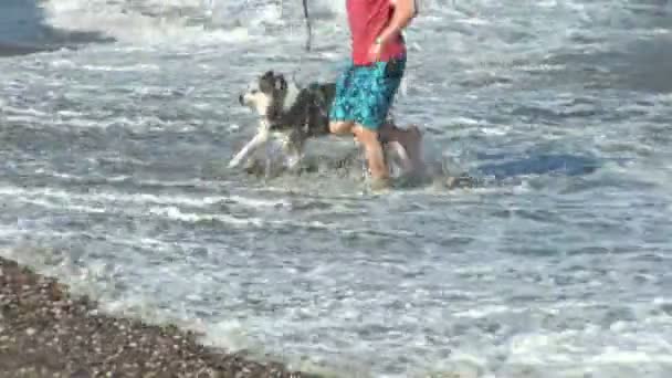 Мужчина играет с собачьим пляжем — стоковое видео