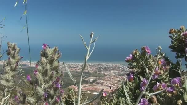 开花植物 — 图库视频影像