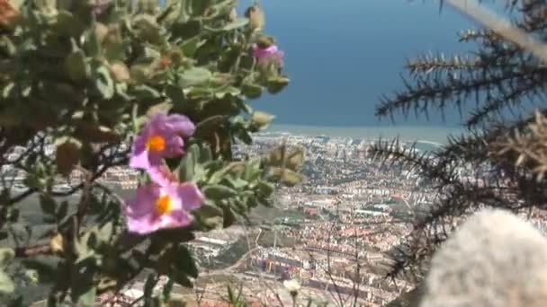 Plantas em flor — Vídeo de Stock