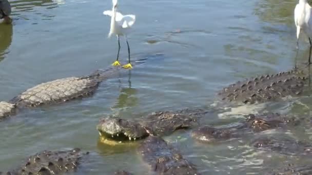 Gators and egrets fighting — Stock Video