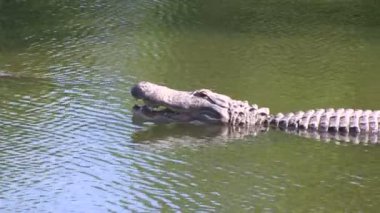 Timsah ağzı açık olan
