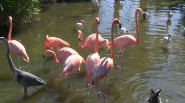 ak balıkçıl, heron, flamingolar ve kaz