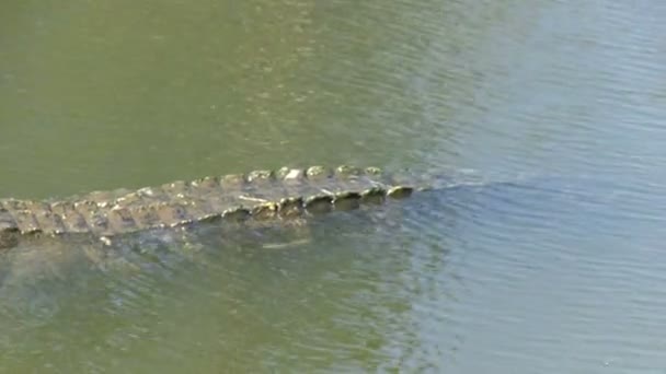 Alligator i florida — Stockvideo