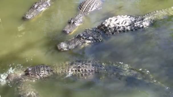 Gators боротися за їжу — стокове відео