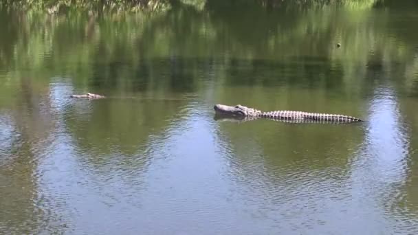 Twee alligators — Stockvideo