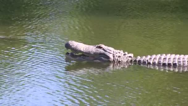 Alligator mit offenem Maul — Stockvideo