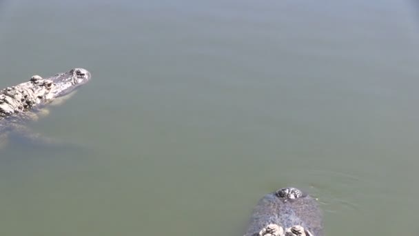 Två alligatorer — Stockvideo
