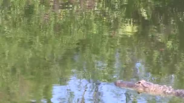 Alligator