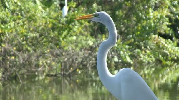 Μεγάλος egret — Αρχείο Βίντεο