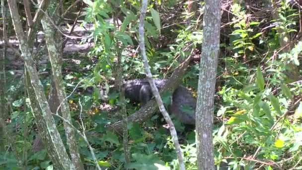 Аллигатор ходит по лесу — стоковое видео