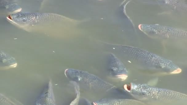 Poissons dans un étang — Video