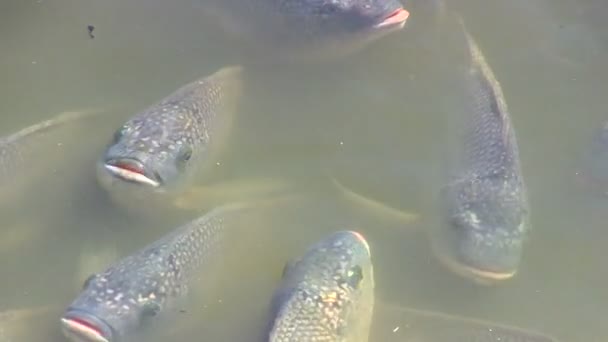 Рыба в пруду — стоковое видео