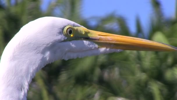 Egret — Stock video