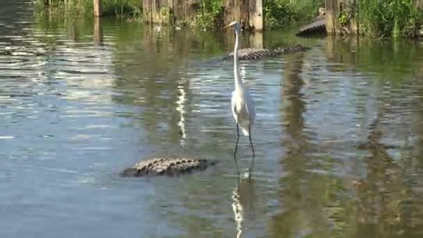 An egret and alligator — Stock Video