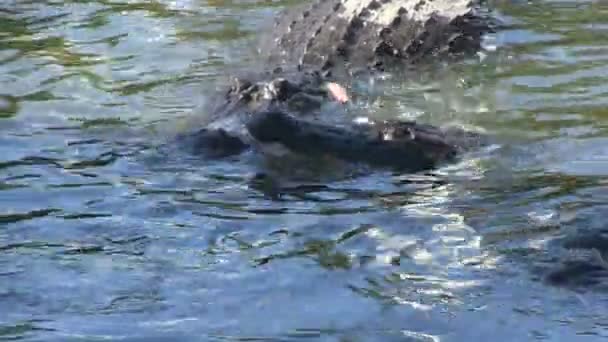 Alligators fighting for food — Stock Video