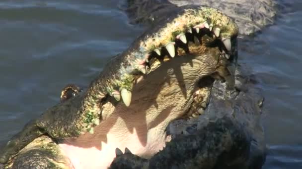 Bouche d'un alligator 