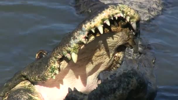 Mouth of an alligator — Stock Video