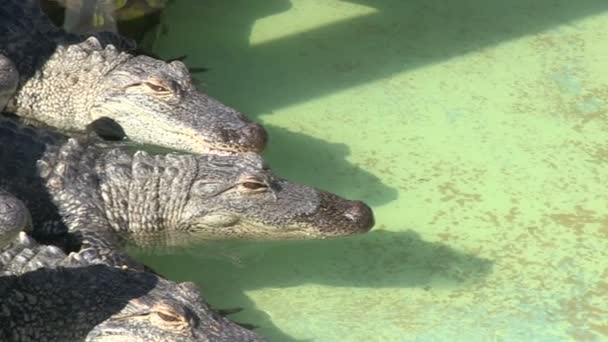 Alligators in gevangenschap — Stockvideo