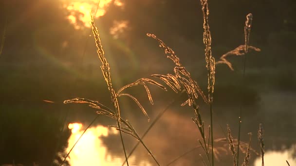 Mlhy za bažinu za svítání — Stock video