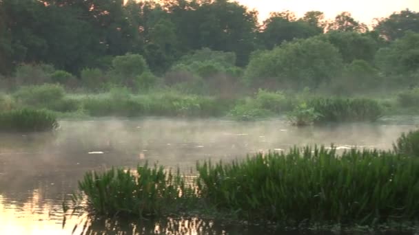 Niebla sobre un pantano al amanecer — Vídeos de Stock