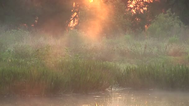 Niebla sobre un pantano al amanecer — Vídeo de stock