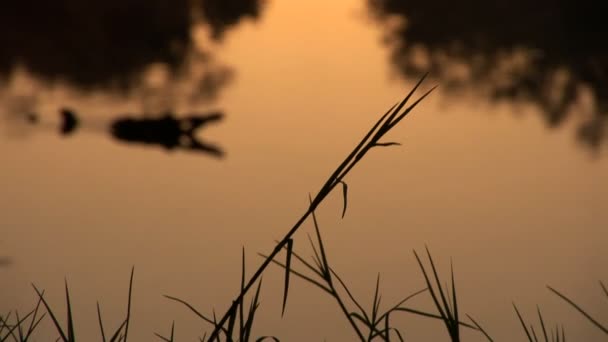 Niebla sobre un pantano al amanecer — Vídeo de stock