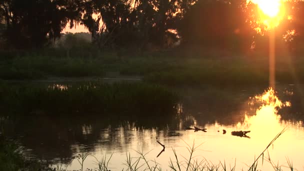Névoa sobre um pântano ao amanhecer — Vídeo de Stock