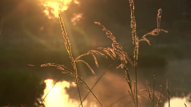 Туман над болотом на рассвете — стоковое видео