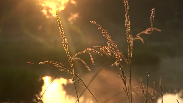 Brume sur un marais à l'aube 