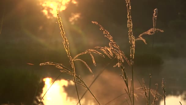 Niebla sobre un pantano al amanecer — Vídeo de stock