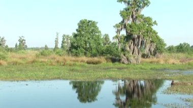 kadar sulak İspanyol yosun ile canlı meşe tilt. Shot in central florida.