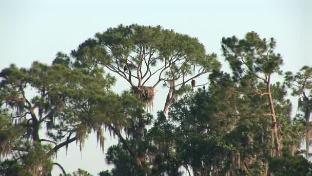 Nest of bald eagles — Stock Video