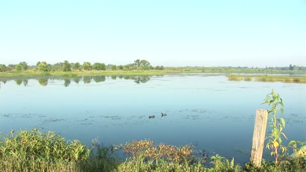 Pantano con patos — Vídeos de Stock