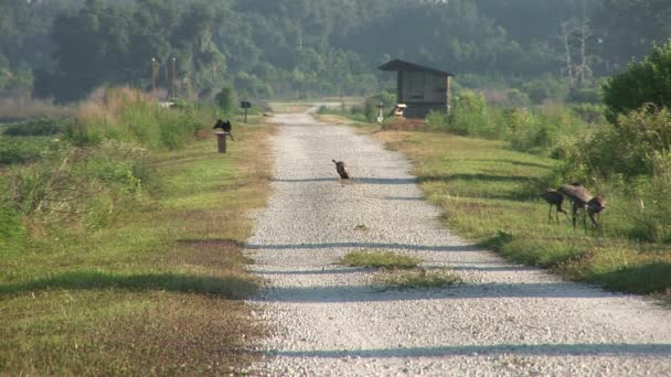 Birds on trail — Stock Video