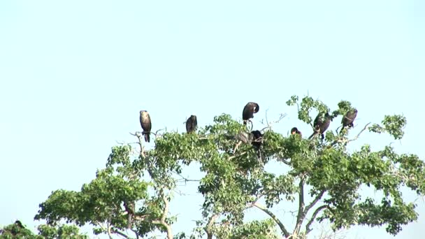 Vogels in een boom — Stockvideo