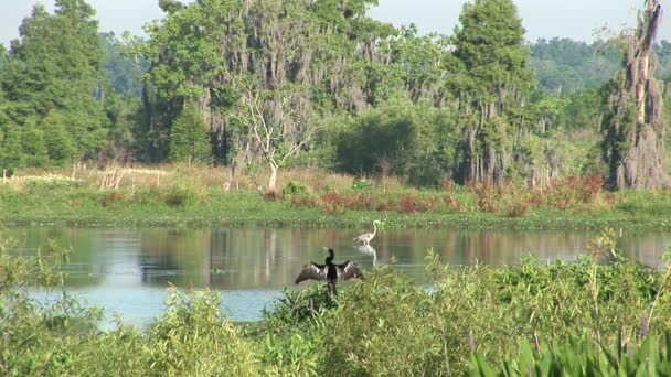 Heron och ängstrollslända — Stockvideo